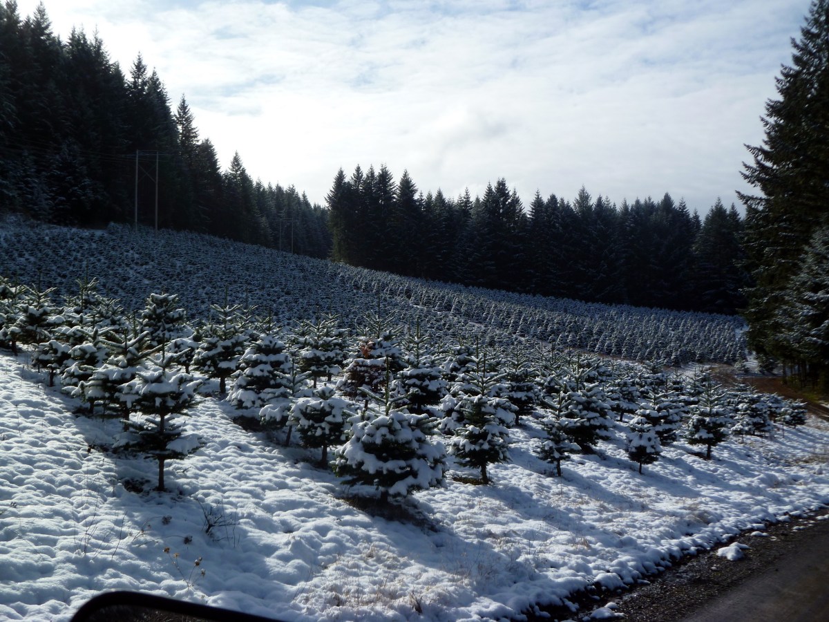 Christmas in July – but&nbsp;why?