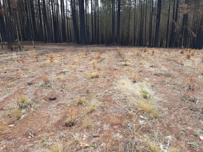 A small patch of field with burnt trees in the background and burnt seedlings in the foreground. 