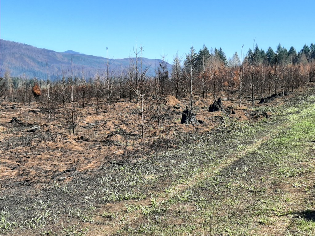 Burnt brush and Christmas Trees with mountains in the background.