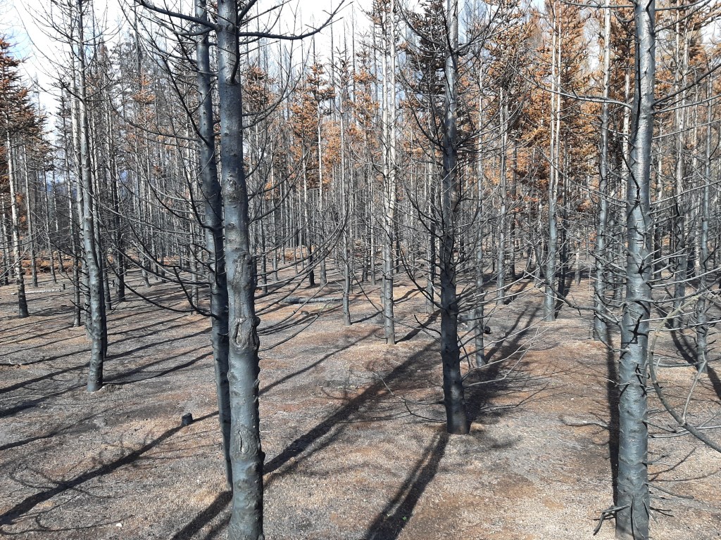 Burnt timber stands in a toasted landscape