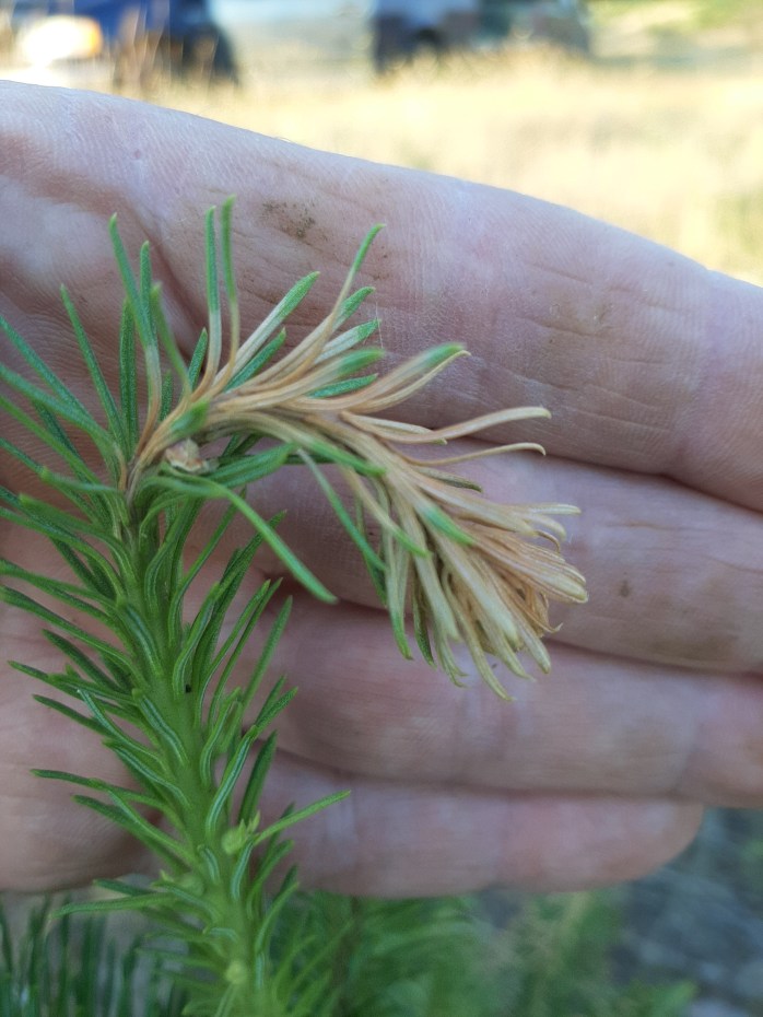 curled tip christmas tree seedling