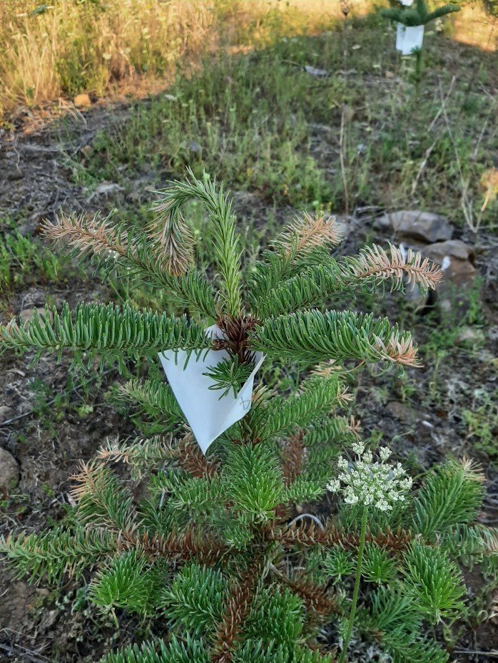 Sunburned Christmas Tree Seedling