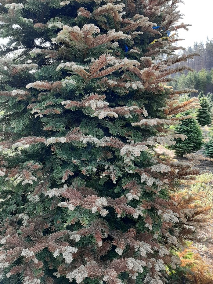 Side of Christmas Tree showing sun damage